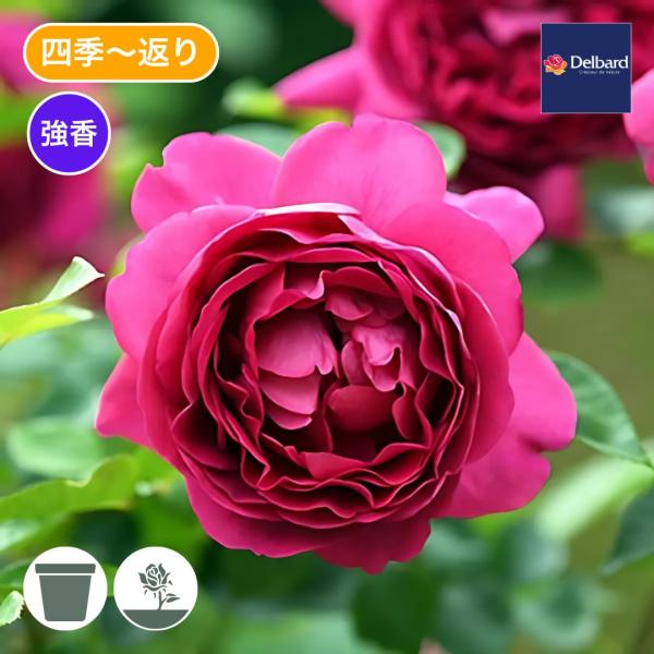 ハリ坊のママ　バラ苗 komatsugarden-store_16-o26-del