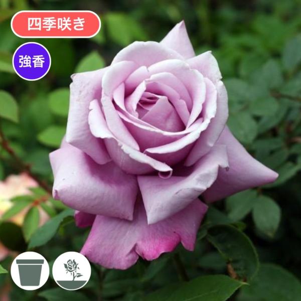 [Release date: January 15, 2026]赤みの強くのったラベンダー色の花は、丸弁高芯咲きでブルー・ローズ香の強い香りがある。数輪の房で咲き、花つきが大変良い。樹形は半横張り性で不規則に枝を出し、ややまとまりが悪い。枝...