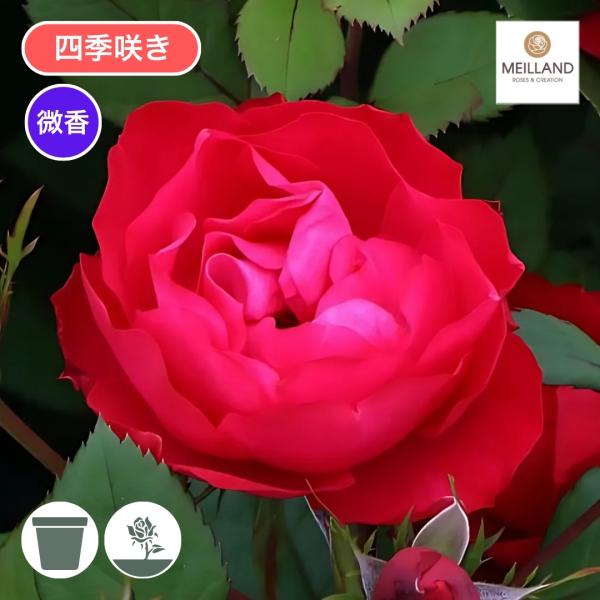 バラ komatsugarden-store_16-o26-kei