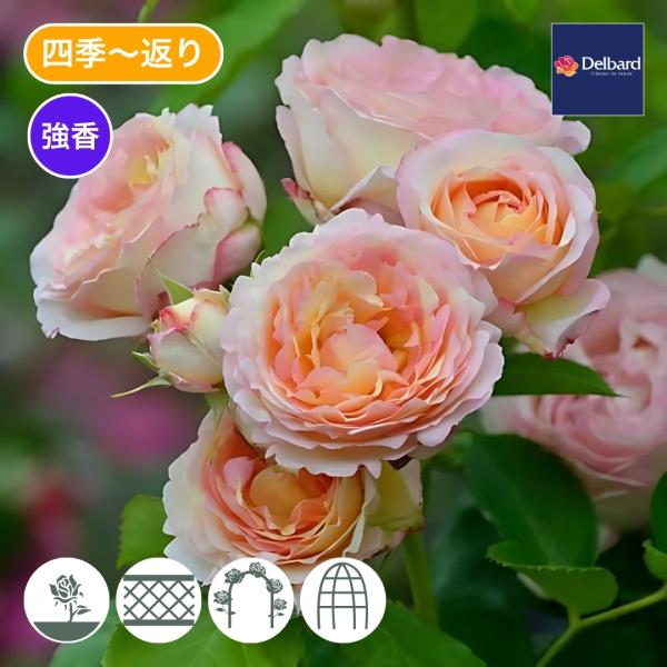 [Release date: January 15, 2026]アプリコット色の花は淡桃色の絞りが不規則に入るディープ・カップ咲き。樹勢も強く2番花までは四季咲きの様に咲き夏以降はポツポツと咲く。樹形は半直立性でシュラブ・ローズ、広いスペー...