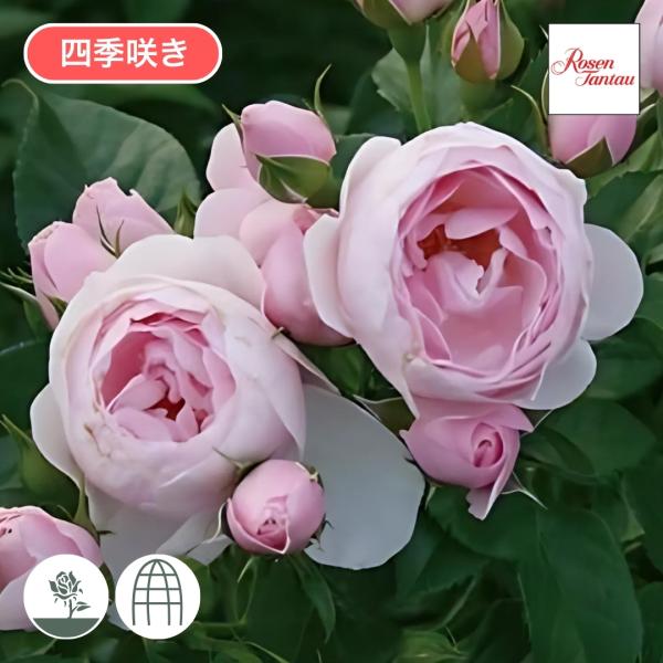 [Release date: May 15, 2026]透明感のある淡桃色の花はカップ咲きで5輪位の房咲き性。花首がしなやかで房で咲くためうつむいて咲く。葉色は繊細な花色同様やや淡い緑色。夏場はシュートの発生がよい。系統はフロリバンダだが日...