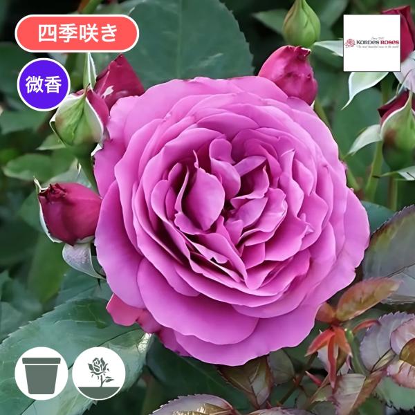 バラ苗 新苗 2026 プラム パーフェクト Plum Perfect 四季咲き 国産