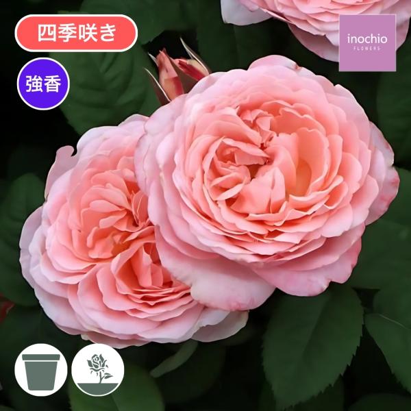 [Release date: January 15, 2026]サーモンピンクの花は形のよいカップ咲きで数輪の房で咲く。爽やかなフルーツ香があり花付きがよい。葉はややグレー色をお帯ていて混植植えでも目を引く。耐暑性があり夏場でも生育が弱るこ...