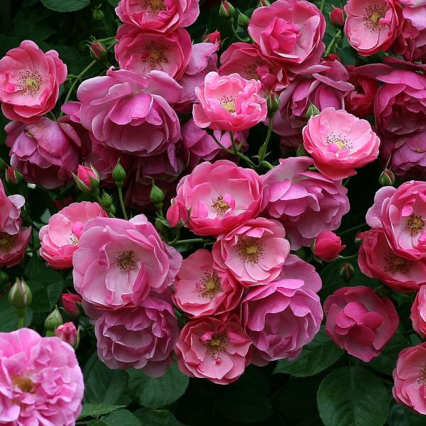 [Release date: May 15, 2024]濃い桃色の花は5輪位の房咲き性で半八重のカップ咲き。花の中心部はやや白っぽくなる。 花のもちも良く、退色するとグラデーションが付き一株で見応えのある品種。ヨーロッパではフロリバンダとし...