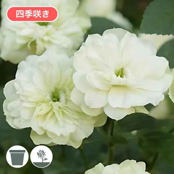 グリーンアイス　苗木 グリーン アイス ｜バラ苗の通販の篠宮バラ園
