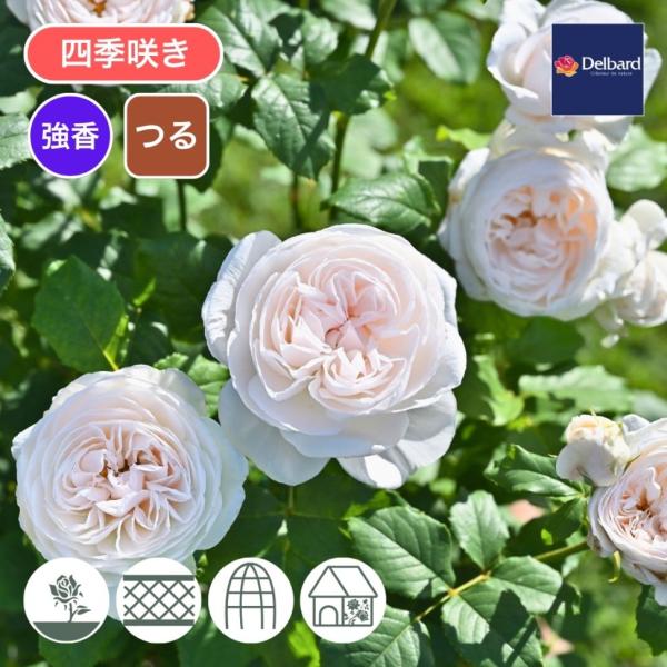[Release date: January 15, 2026]デルバールを代表する香りの四季咲きつるバラ、ナエマの枝変わりから生まれた白花品種。透明感のある純白〜ときおり優しいピンククリームがうっすらとかかる花弁、ナエマに勝っても劣らない...