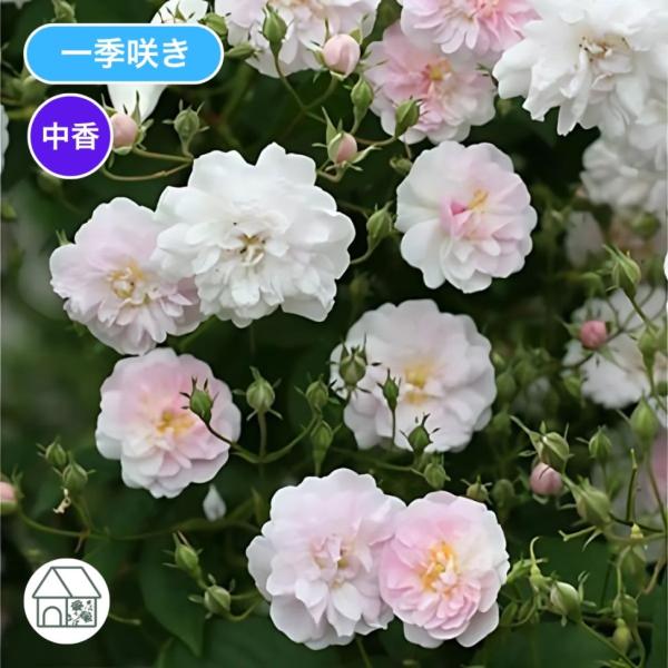 バラ苗 大苗 2026 ポールズ ヒマラヤン ムスク Paul's Himalayan Musk