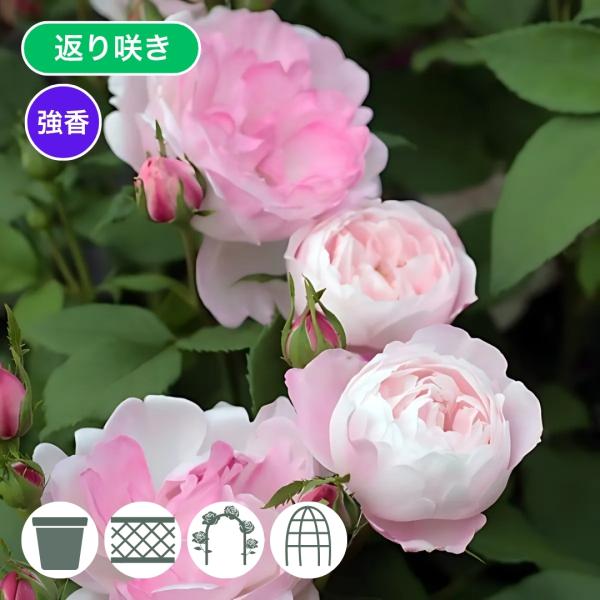 バラ苗 鉢植え6寸 2025 マダム ピエール オジェ Madame Pierre