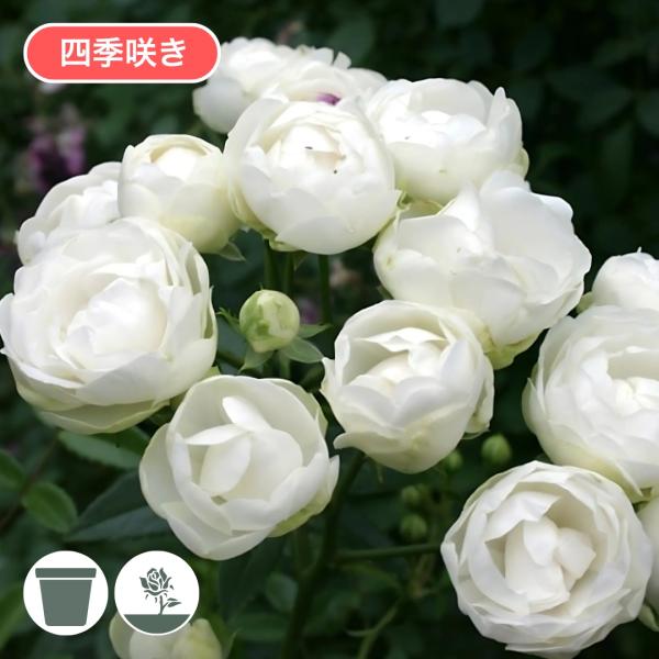 komatsugarden-store_23-std26-poli