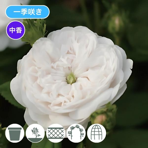 バラ苗 予約大苗 2026 マダム アルディ Mme.Hardy 国産ノイバラ台木