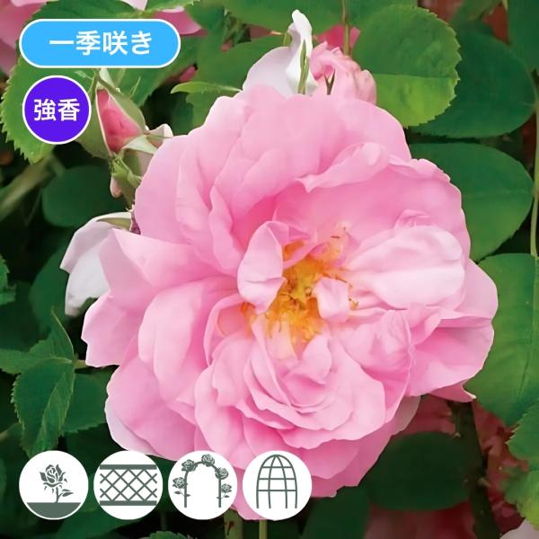 komatsugarden-store_24-s26-old