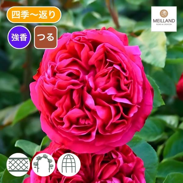 バラ苗 新苗 2026 ルージュ ピエール ドゥ ロンサール Rouge Pierre de