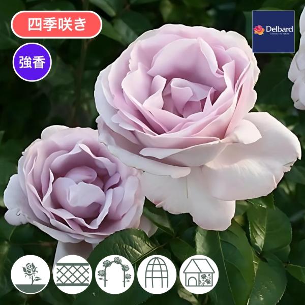 [Release date: January 15, 2026]ラベンダー色の花は強香でブルー系の香りにミルラがのる。 樹形は半横張り性で大きな自然樹形となる。 葉は照り葉で美しく耐病性も強い。 冬季剪定で樹高の1/2位を目安に切り戻すとよ...