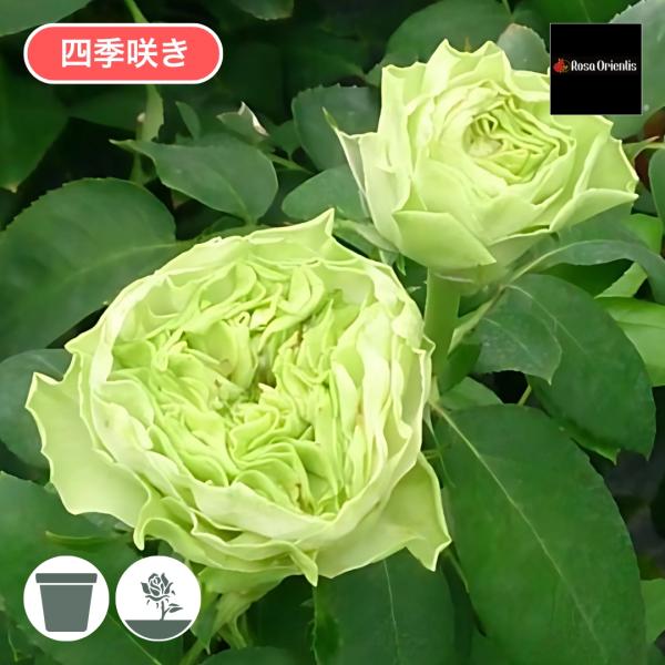 バラ苗 emi出品 バラ苗 予約大苗 2026 ラ テール ヴェール La Terre Verte 四季咲き