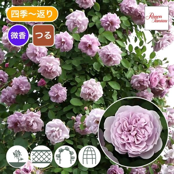 バラ苗 予約新苗 2026 レイニー ブルー Rainy Blue 国産ノイバラ台木