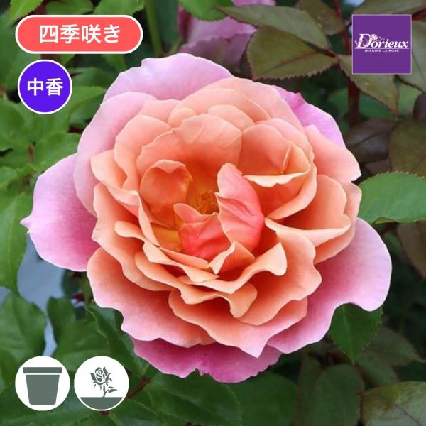 komatsugarden-store_3-o26-do
