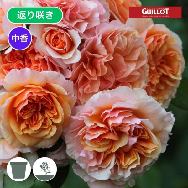 komatsugarden-store_3-o26-gi