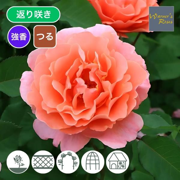 [Release date: January 15, 2026]桃色がのった明るいオレンジ色の花は波状弁平咲きで数輪の房咲き、開いた後の花形も整っている。フルーツ香に青リンゴの香りがのる強香がありうつむいて咲くので高い場所に誘引するのに適し...