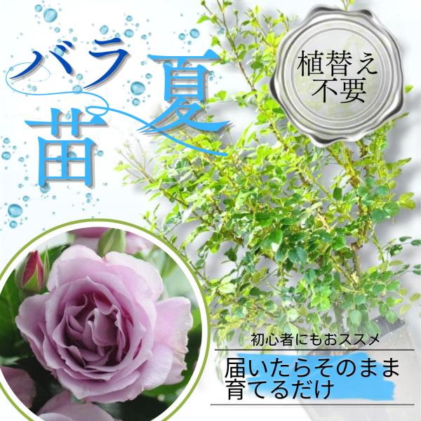 土や鉢の用意が不要 植え替え済みバラ苗 夜来香 Ye-Lai-Xiang 四季咲き 国産ノイバラ台木使用 秋準備に最適 8号鉢 ガイド付 いえらいしゃん