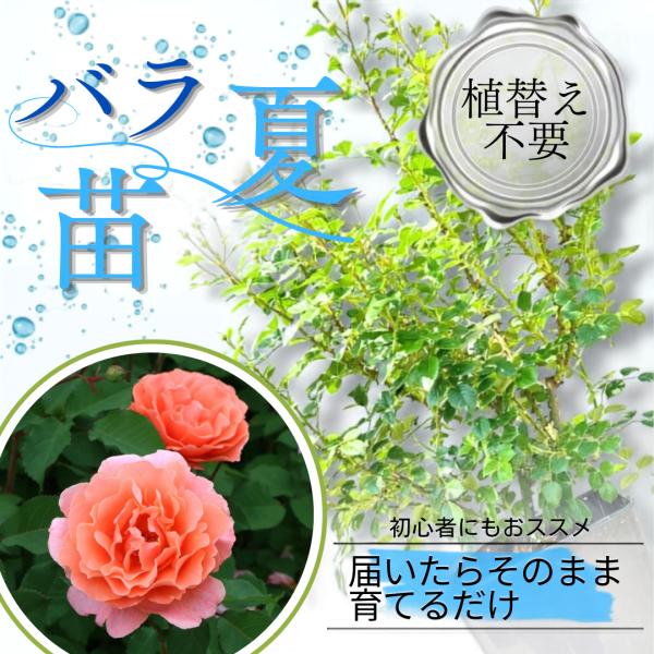 土や鉢の用意が不要 植え替え済みバラ苗 サンセット グロウ Sunset Glow 国産ノイバラ台木使用 秋準備に最適 8号鉢 ガイド付 サンセットグロウ