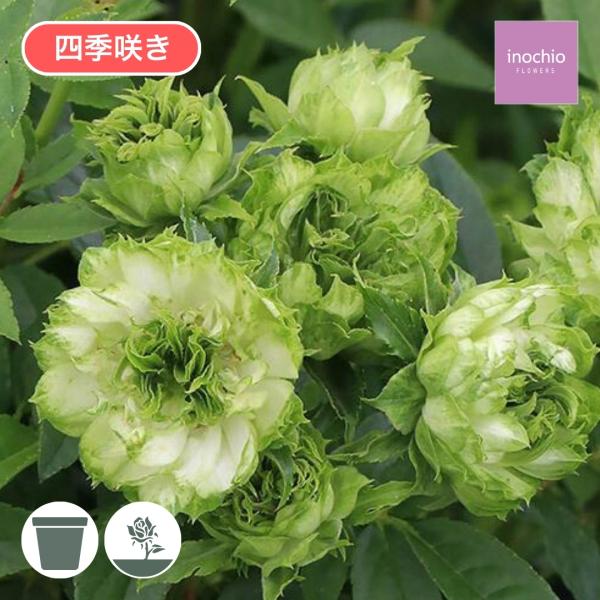 [Release date: May 15, 2026]淡いクリーム色に緑色がのった花はディープカップ咲きで数輪〜数十輪の房咲きとなる。春はシベを覗かせて咲くがその他の時期はシベが見えるまでは路地だとあまり開かない。元々は切り花品種で花もち...