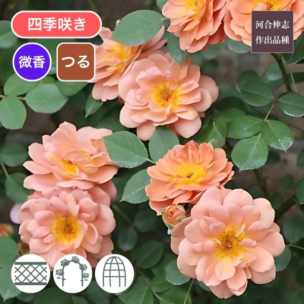komatsugarden-store_3-s26-kawai