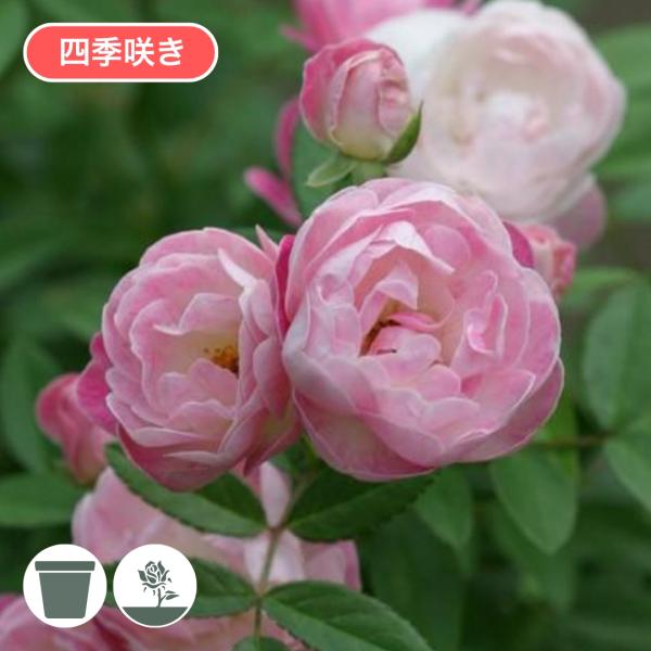 バラ苗 新苗 2026 ピンク マザーズディ Pink Mothersday 四季咲き 国産