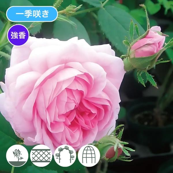 バラ苗 予約大苗 2026 ロサ ケンティフォーリア Rosa centifolia 国産