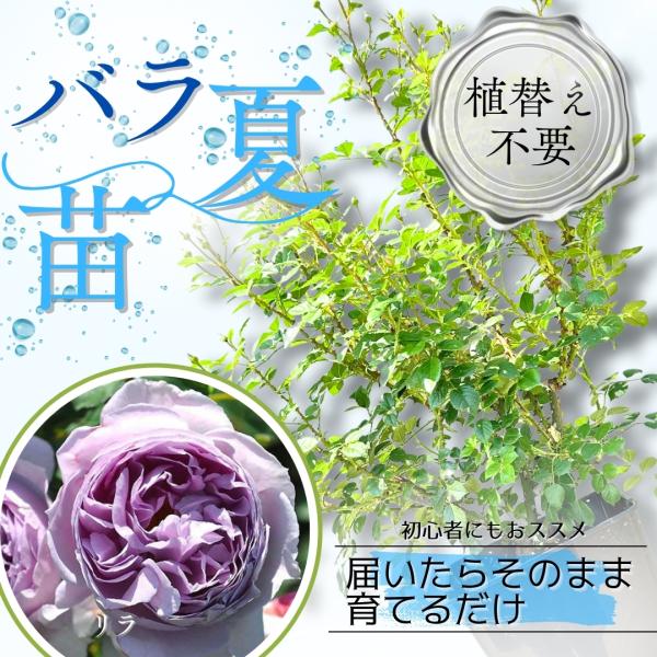 土や鉢の用意が不要 植え替え済みバラ苗 リラ Lilas 国産ノイバラ台木使用 秋準備に最適 8号鉢 ガイド付