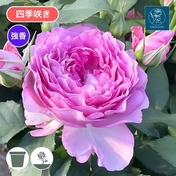 まとめ買いでもバラでも対応させて頂きます。 バラ苗 予約大苗 2026 ウィズアウトユー With out you 国産ノイバラ台