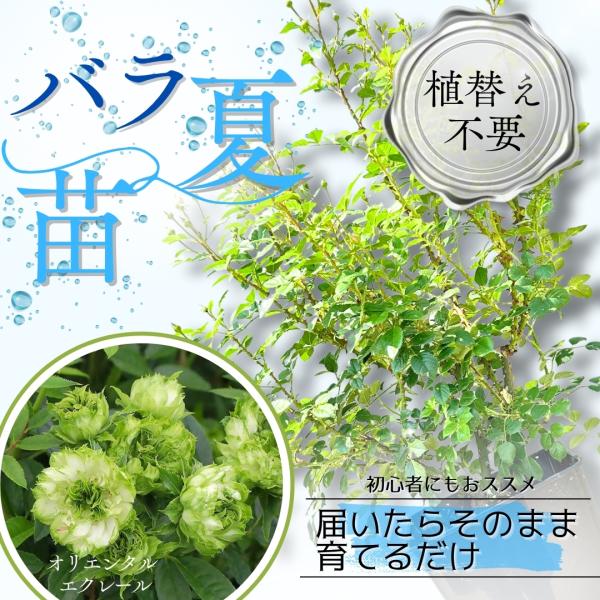 土や鉢の用意が不要 植え替え済みバラ苗 オリエンタル エクレール Oriental Éclair 国産ノイバラ台木使用 秋準備に最適 8号鉢 ガイド付