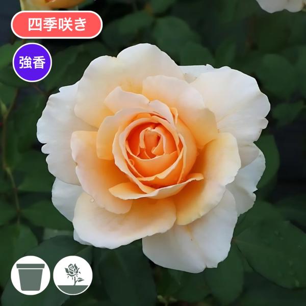 バラ苗 予約新苗 2026 ジャストジョーイ Just Joey 四季咲き 国産