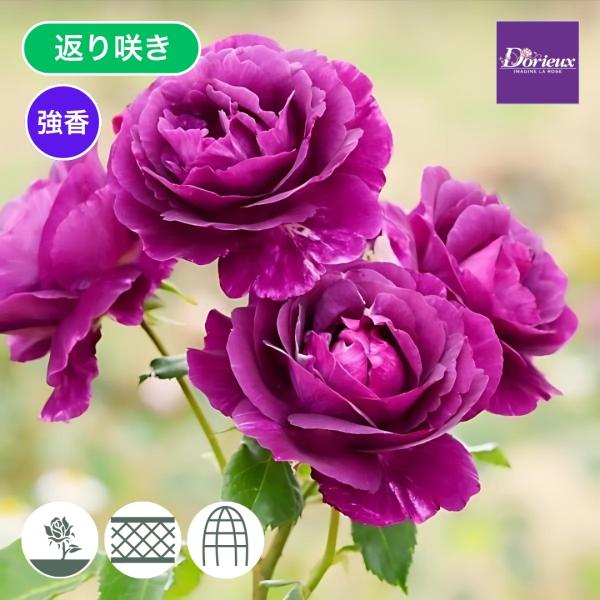 マスターオブペンデュラム バラ売り マスターオブペンデュラム バラ売り