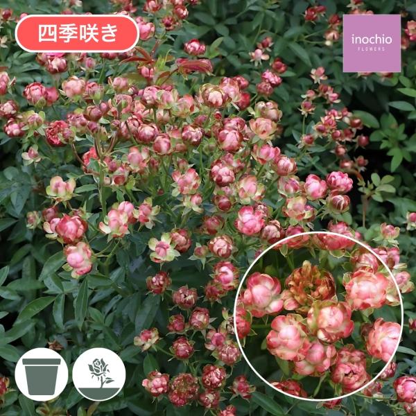 お纏め専用　多肉植物　❁︎春薔薇錦　新根あり バラ苗 新苗 2026 ラディッシュ Radish 四季咲き 国産ノイバラ台木使用