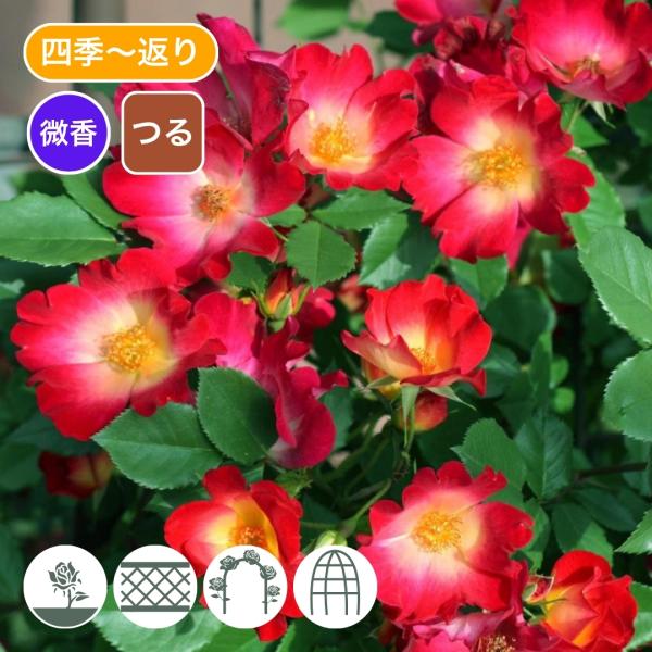 バラ苗 予約新苗 2026 カクテル Cocktail 国産ノイバラ台木使用