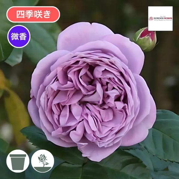 [Release date: May 15, 2026]赤みの少ないラベンダー色の花は3〜5輪程の房咲き.青花系にしては珍しくティー系の香りがある。半直立性で株のまとまりはよいので鉢栽培にも向く。従来の青系の品種に比べ耐病性もあり、耐寒性も...