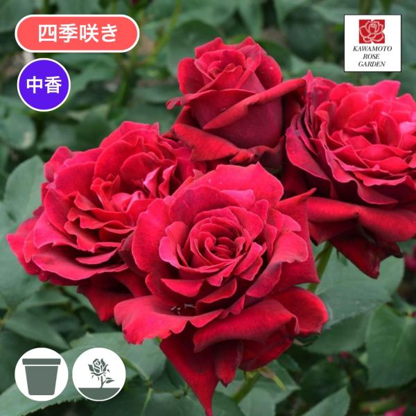 バラ苗 大苗 2026 コリーヌ ルージュ Colline Rouge 四季咲き 国産