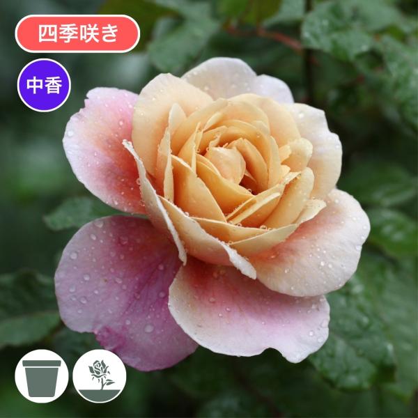 komatsugarden-store_6-std26-htfl