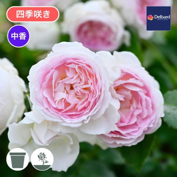 バラ苗 大苗 2026 クルール デ ラムール Couleur de l'amour 四季咲き