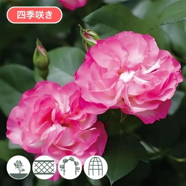 バラ苗 大苗 2026 ストロベリー アイス Strawberry Ice 四季咲き 国産