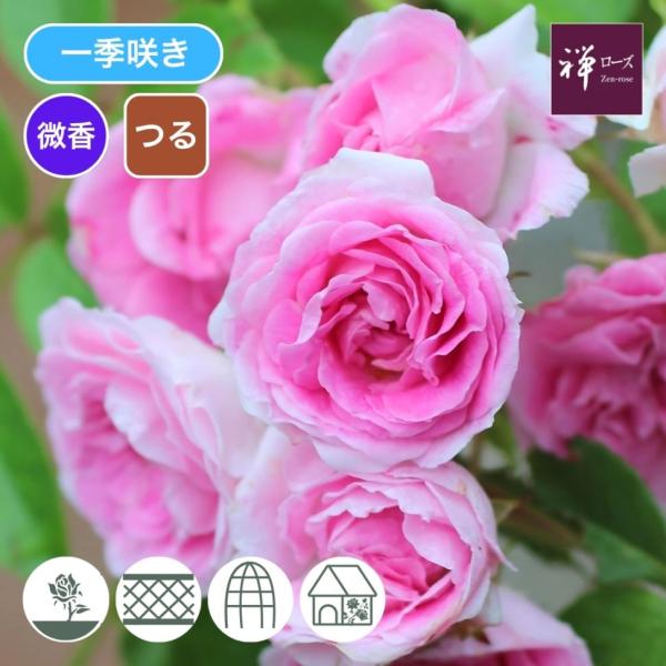 バラ苗 予約大苗 2026 ユキコ Yukiko 国産ノイバラ台木使用