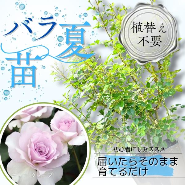 暑くて植え替えできない方へ 植え替え済みバラ苗 ニュー ウェーブ New Wave 国産ノイバラ台木使用 初心者向け 8号鉢