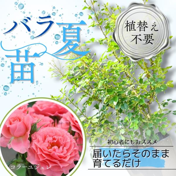 土や鉢の用意が不要 植え替え済みバラ苗 コラーユジュレ Corail gelee 国産ノイバラ台木使用 秋準備に最適 8号鉢 ガイド付