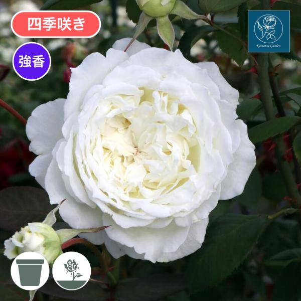 komatsugarden-store_8-s26-koma