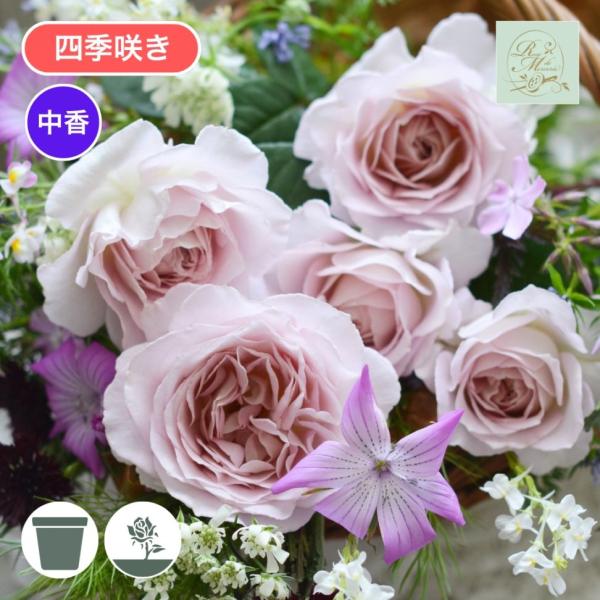 [Release date: May 15, 2026]ニュアンスのあるベージュがかるピンクの花色。おおらかで上品な花がドレープの美しいドレス生地「タフタ」のようで命名。トゲは少なめで耐病性強く繰り返しよく咲く美しいバラ。シュラブ　ピンク　...