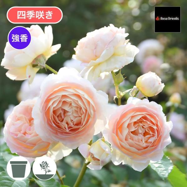 Noelさま専用　バラ苗3品 バラ苗 大苗 18cmポット ノーブル ハート : Apple Roses - 通販