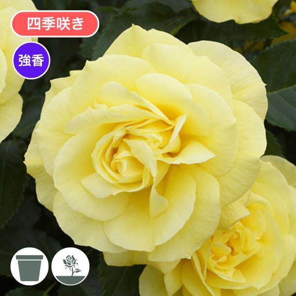 バラ苗 予約 スタンダードローズ 2026 フリージア Friesia STD 1.2m