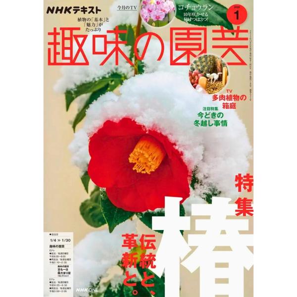 [Release date: December 21, 2025]NHK 趣味の園芸 2026年 1月号 書籍 最新号■今月のテーマ［特集］椿・日本生まれの美しい花木　椿の魅力を知っていますか・植物のプロに４人に聞きました「私の最愛ツバキ」...