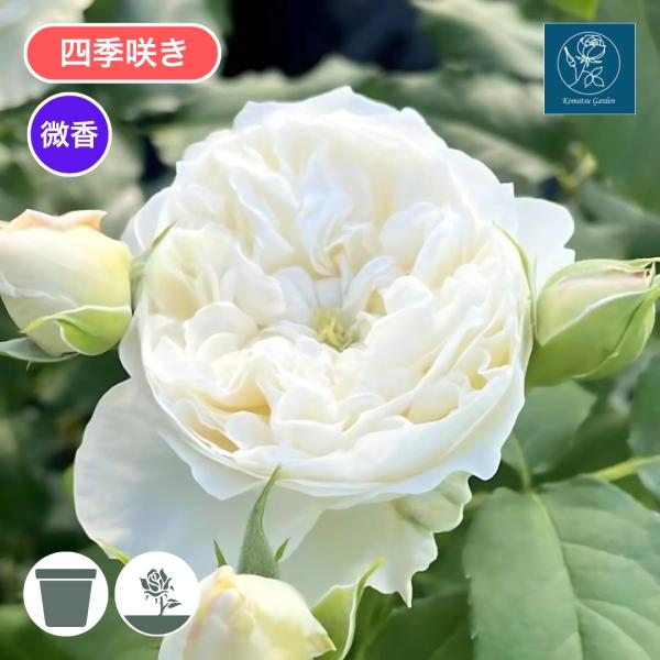 バラ苗 大苗 2026 シーシェルアイズ Sea shell eyes 国産ノイバラ台木