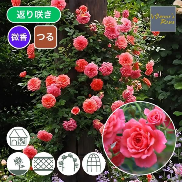 専用ページ　バラ苗2種類 Bridal Mappl* Regent Par* komatsugarden-store_12-o26-moto
